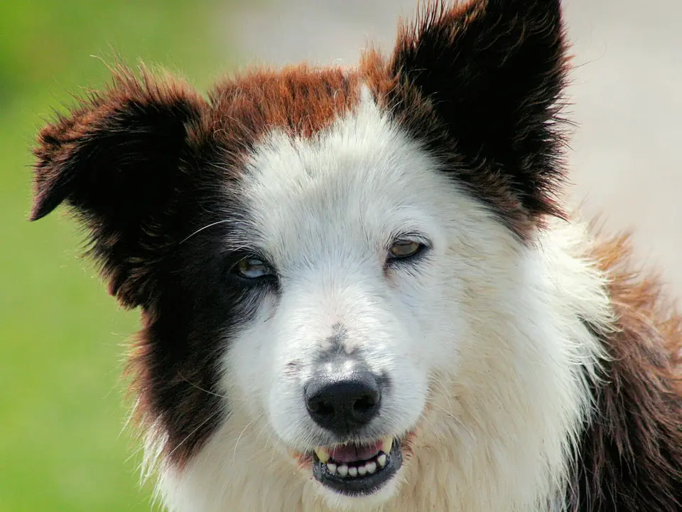 A liver-coloured Border Collie looking at the camera